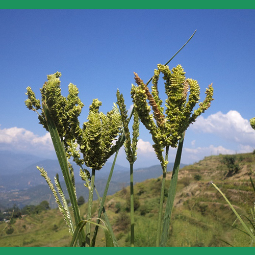 CENTRE FOR ENVIRONMENT AND REGIONAL DEVELOPMENT (CERD)